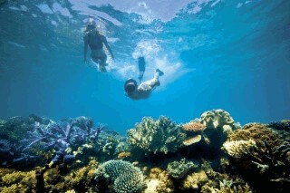 Подводный мир острова Паяр (Снорклинг и Дайвинг)